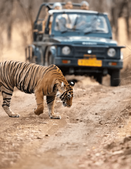 A Bengal tiger with prominent black and brown stripes walks across a dirt path in a dry, wooded area. In the background, an off-road vehicle with tourists is parked, observing the tiger. The focus on the tiger against the blurred background highlights its presence and suggests a wildlife safari scene where observing such majestic creatures in their natural habitat is possible.