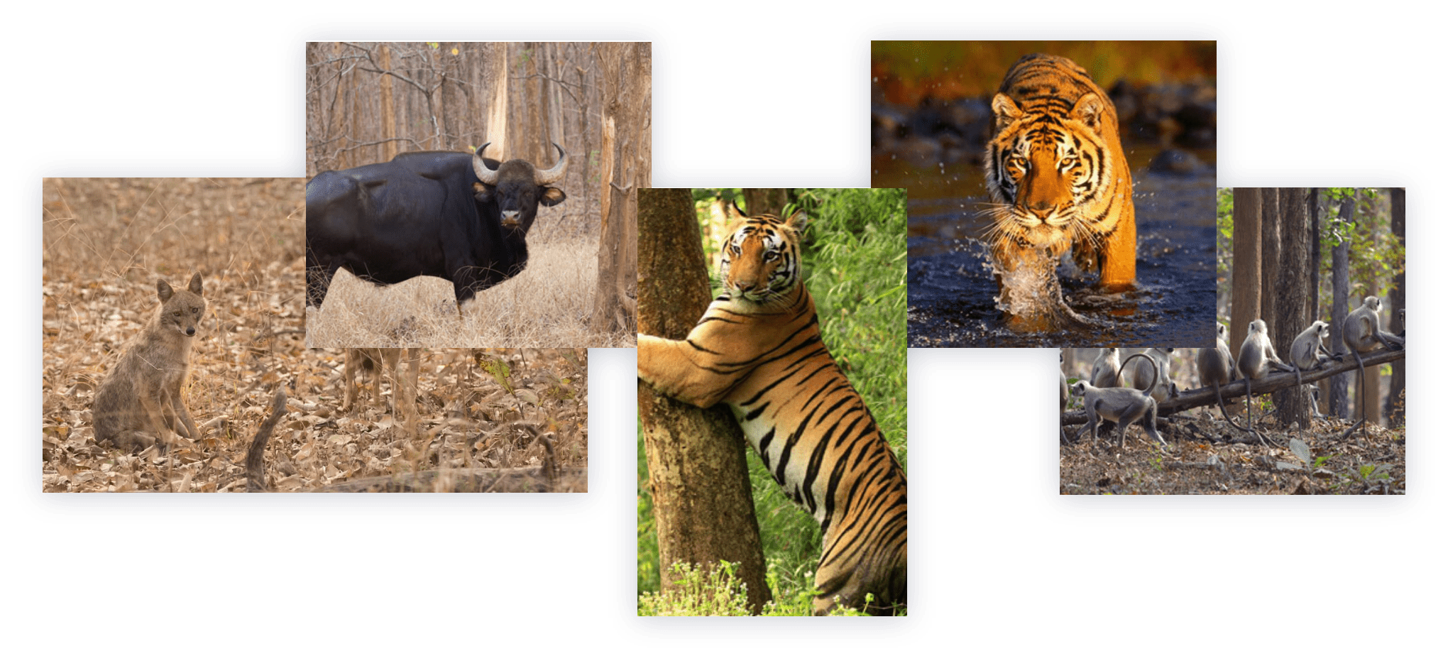 A collage of five wildlife photographs showcasing biodiversity in various ecosystems: 1) A black bull in a forest clearing, 2) Two Jackal in autumn woods, one facing the camera, 3) Close-up of a tiger’s face with green foliage background, 4) A tiger splashing through water, and 5) A group of monkeys on grass and a wooden fence.