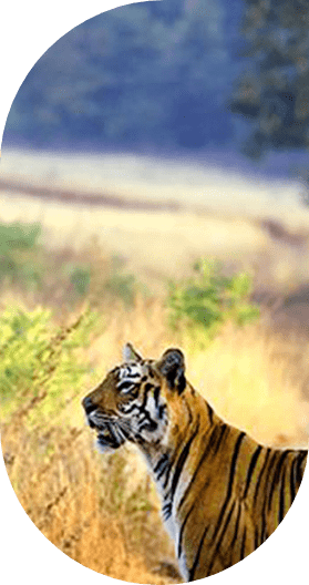 A tiger in a natural grassland habitat, positioned on the left, looking right with its head turned over its shoulder against a blurred background, emphasizing its striped coat and alert posture.