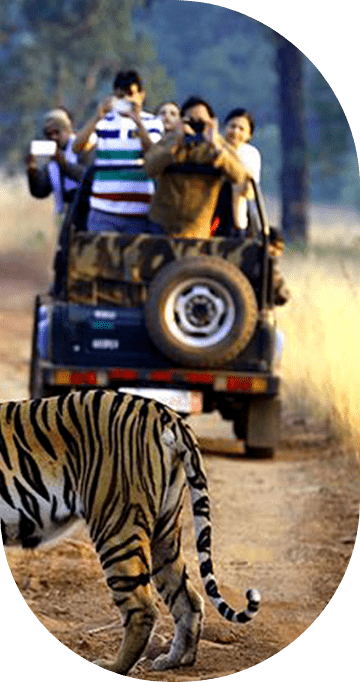 A tiger walking on a dirt road away from the camera, with a safari vehicle full of tourists in the background, capturing the essence of wildlife tourism and conservation in a forested national park.